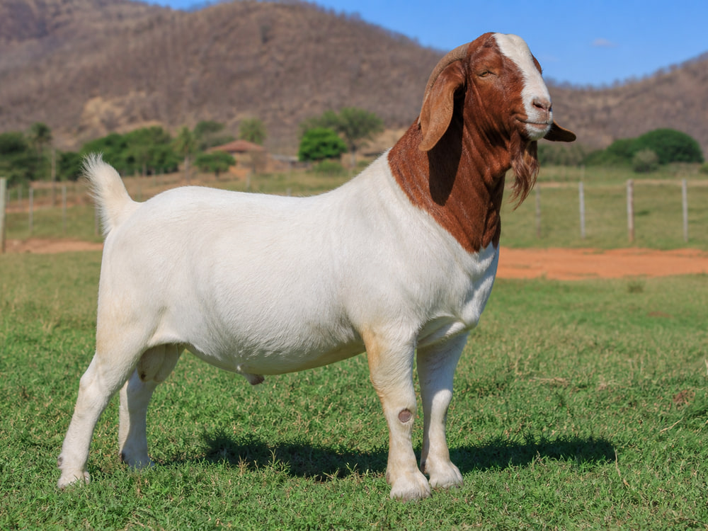 Cabra Boer de corte no campo