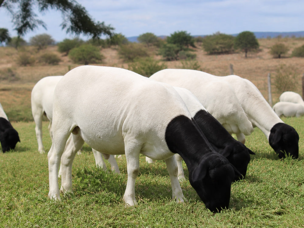 Ovelhas Dorper no pasto